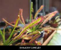 Drosera Capensis typical