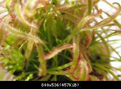 Drosera Capensis Typical