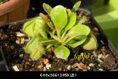 Cephalotus follicularis B