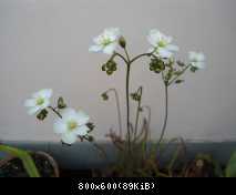fiore binata