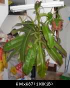 Nepenthes miranda