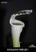 Sarracenia leucophylla "White top"