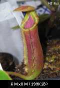 Nepenthes x (veitchii x lowii)