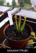 Sarracenia alata "short form"