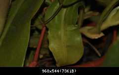 Nepenthes x miranda eziolata