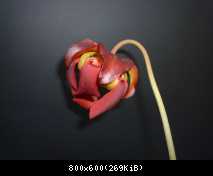 fiore leuco ibrid 2