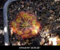 drosera rotundifolia