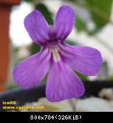 fiore spec Tonala