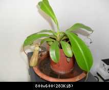 Nepenthes_x_Ventrata