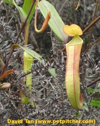 Albomarginata x gracilis1.jpg
