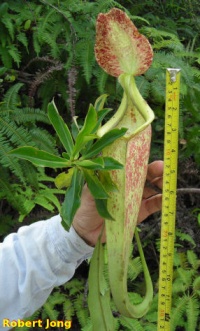 Rafflesiana x mirabilis2.jpg