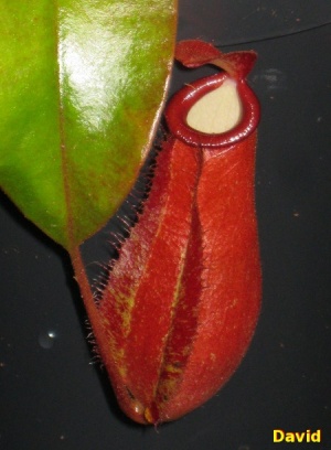 Rafflesiana x ventricosa2.jpg