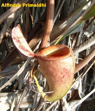 Ampullaria neoguineensis2.jpg