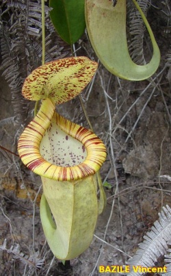 Mirabilis var. echinostoma x rafflesiana1.jpg