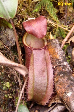 Rajah x tentaculata1.jpg