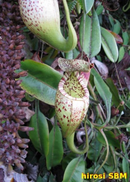 Burbidgeae x stenophylla2.jpg