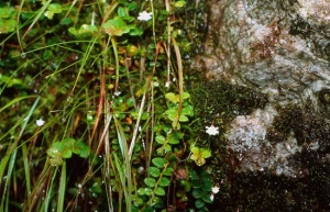 Utricularia-brachiata.jpg