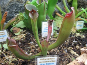 Heliamphora sarracenioides.jpg