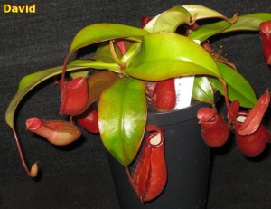 Rafflesiana x ventricosa1.jpg