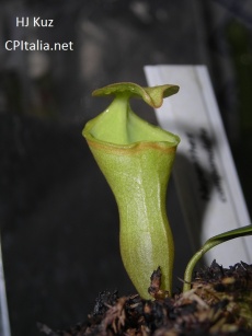 Nepenthes campanulata2.JPG