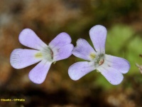 Fiore di P. esseriana