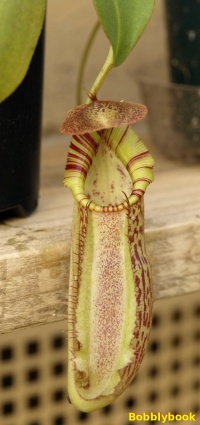 Spathulata x spectabilis1.jpg