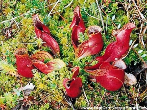 Sarracenia purpurea purpurea Copyright K Pasek.jpg