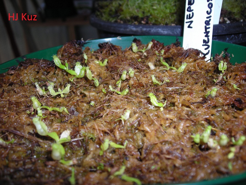 Seedlings Nepenthes ventricosa x maxima