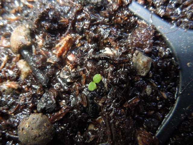 Semine palustri: Carex sp.
