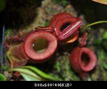 Nepenthes ampullaria Red Form 1