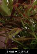 Drosera capensis dettaglio