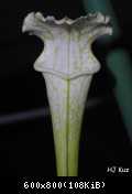 Sarracenia leucophylla "White top"
