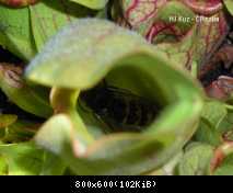 Particolare ascidio Sarracenia purpurea ssp. venosa