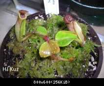 Nepenthes truncata "Red"  (New entry)