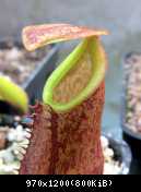 Nepenthes lavicola