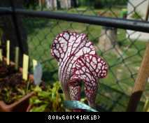 Sarracenia leucophylla dark red hybrid 2