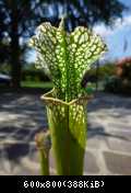 Sarracenia leucophylla wide troath wavy lid 13 top chalk white 3