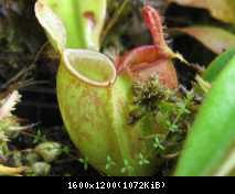 Nepenthes ampullaria 19.02