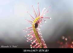 Drosera red capensis xs