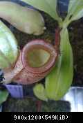 Nepenthes ampullaria (Brunei red speckled)