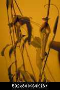 Nepenthes x maxima "Hybrid"