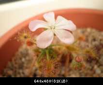 fiore drosera scorpioides