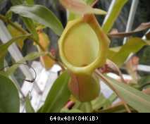 upper pitcher nepenthes ventrata 2