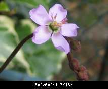 fiore drosera aliciae