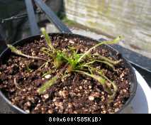 Drosera capensis1