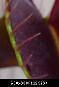 Dionaea muscipula SL009 2