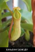 Nepenthes Ventrata -particolare-