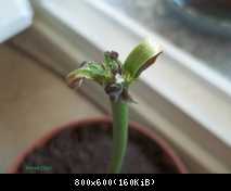 Talea Dionaea germogliata