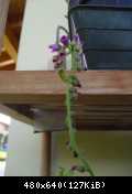 stelo floreale drosera capensis