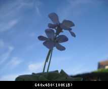 dettaglio fiori pinguicula
